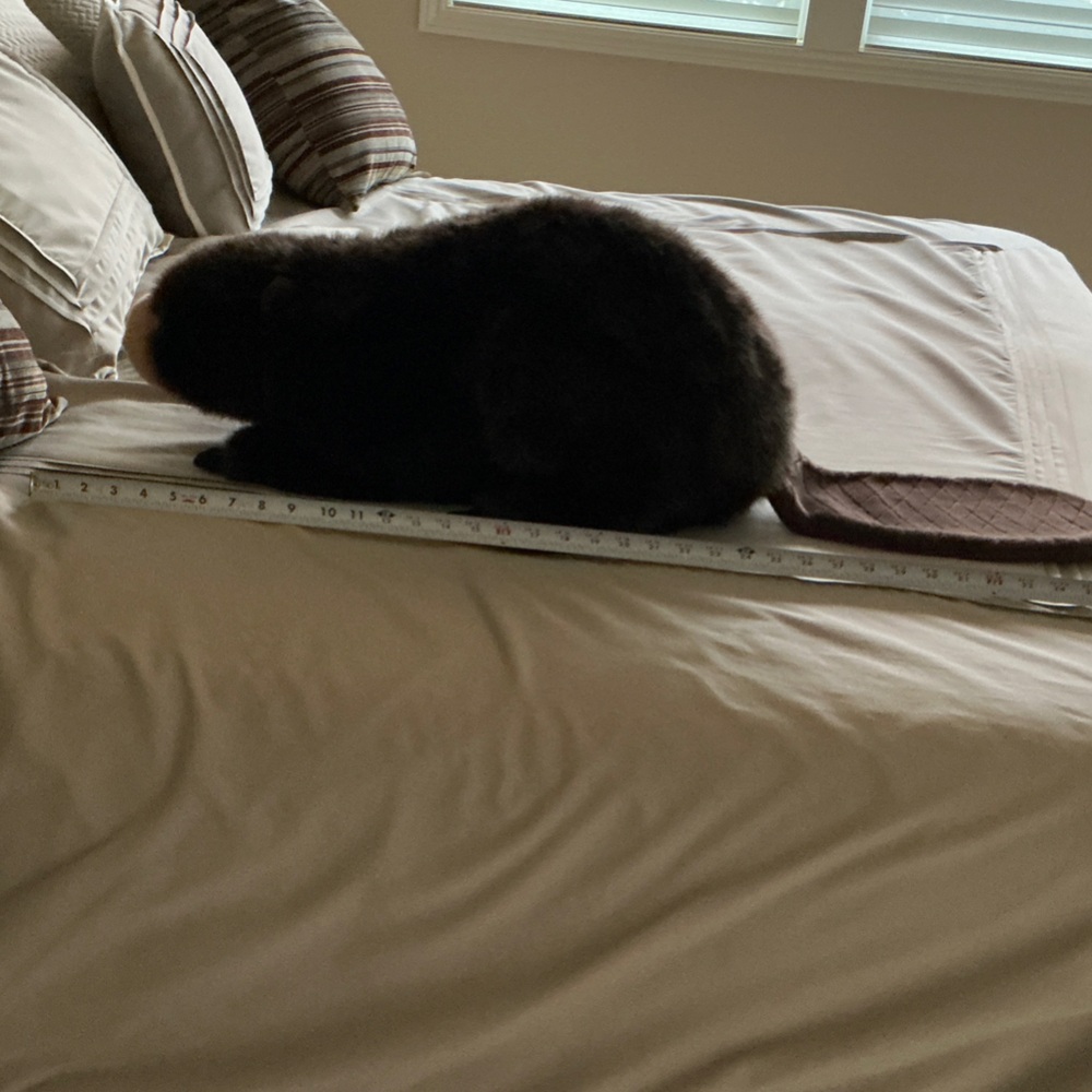 Stuffed Beaver